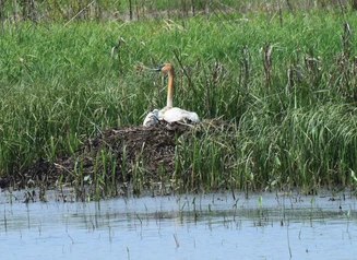 A trumpeter swan with two cygnats on a Chickasaw County wetland. DNR Photo