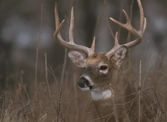 Whitetailed deer in snowy underbrush.