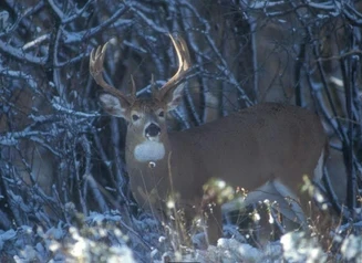 Deer standing profile in the snow.