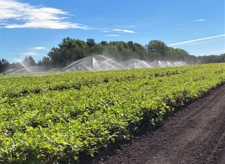 Iowa State Forest Nursery seedlings