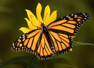 Monarch butterfly