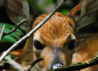 A spring fawn peering through the brush.