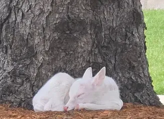 Rare sighting of a newborn white fawn.