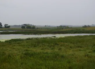 A wetland at Pilot Knob Wildlife Area is collecting water on this rainy mid-August morning. The newer wildlife area includes 850 acres seeded to highly diverse prairie, and 170 acres of restored wetlands within the Winnebago River watershed. 
