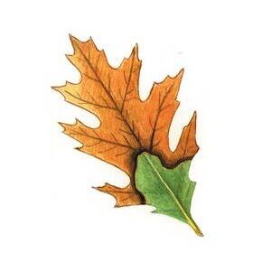 image showing a red oak leaf with oak signs of oak wilt