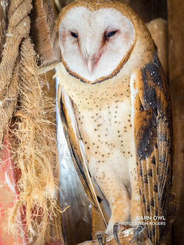 barn owl, long wings and a triangular shaped nose with heart face