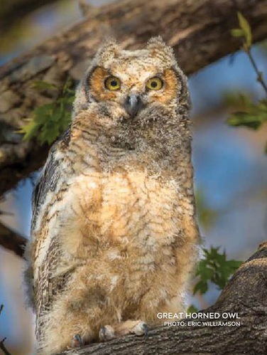Grayish tawny-brown body with dense barring on underparts and white throat.