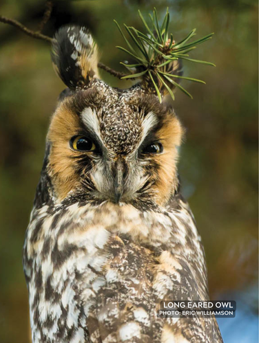 Named for long feathered “ear” tufts on head, long-winged and slender.