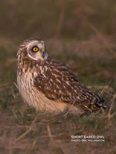 Tawny-brown colored plumage with males being lighter color on its underside than females.
