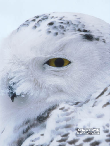 Mostly snow-white plumage Sporadic winter visitor from the arctic tundra Rounded head with yellow eyes