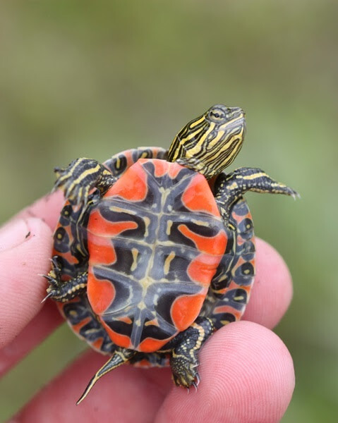 The plastron (bottom of the shell) of a hatchling western painted turtle.