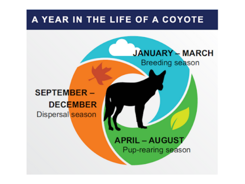 A year in the life of a coyote, image showing January to March is breeding season, April to August is pop-rearing season, and September to December is dispersal season.
