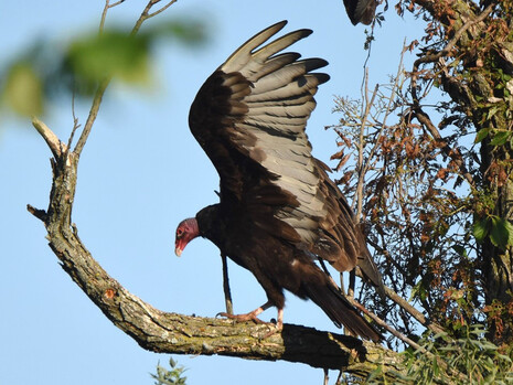 Iowa raptor identification guide | Department of Natural Resources