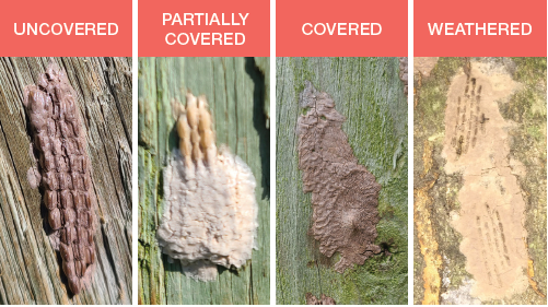 image shows four different views of the eggs of a spotted lanternfly