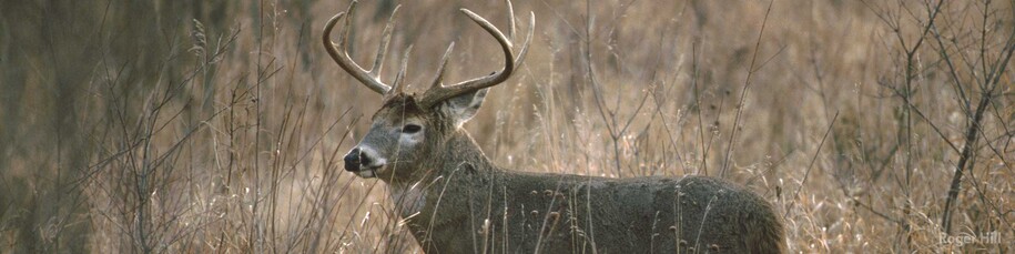 A large buck with antlers standing in a wooded habitat.
