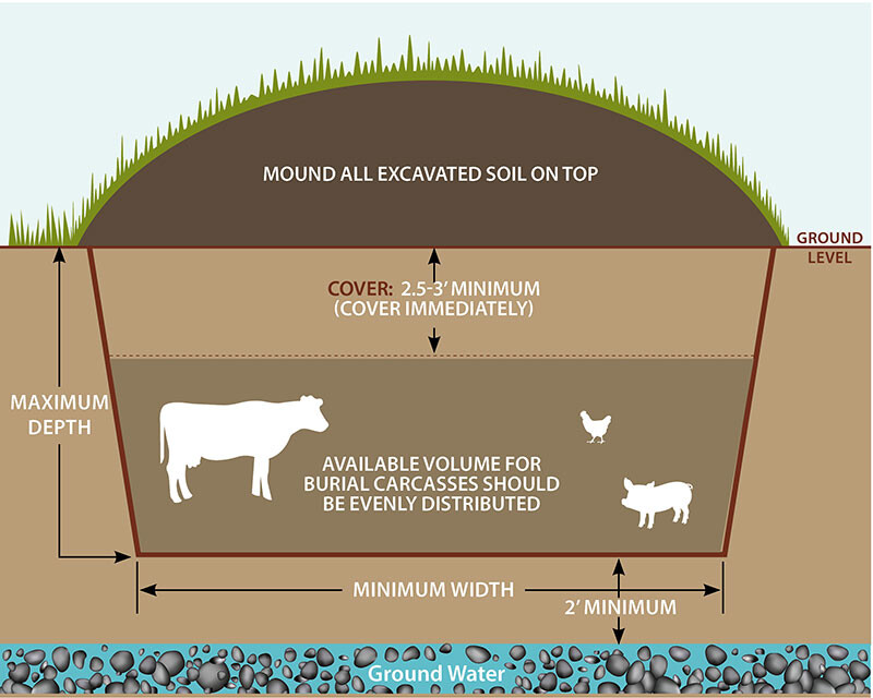 Graphic showing animals needing to be buried at differing depths with a 2.5-3' minimum cover.