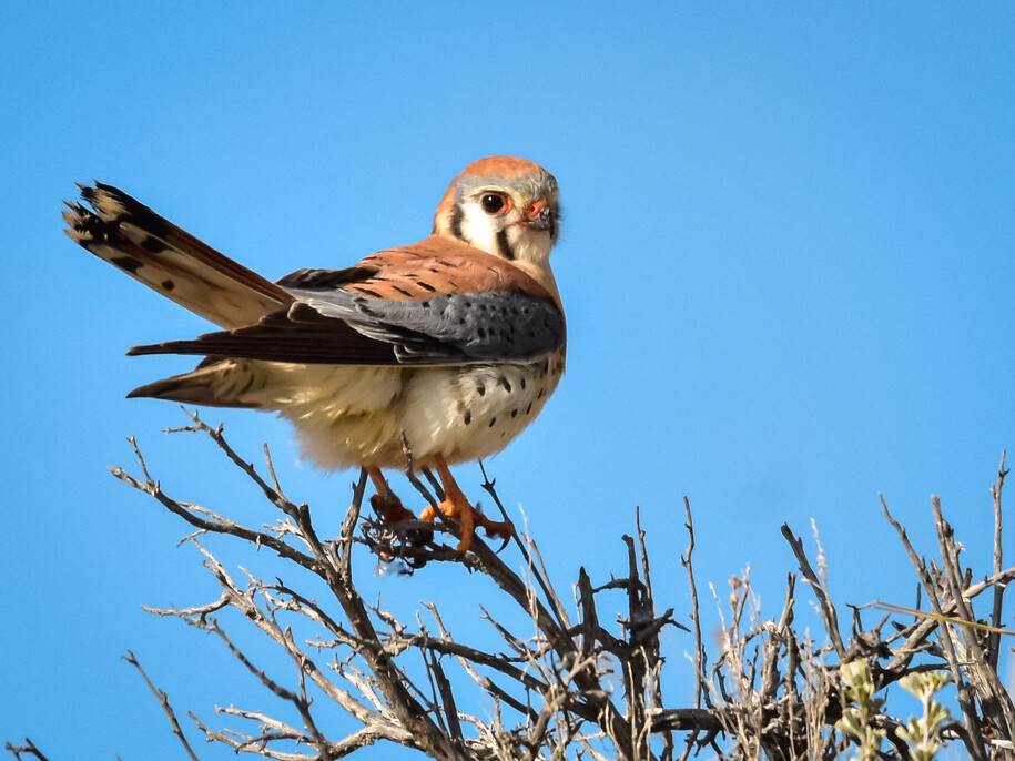 An American kestrel perched atop a tree against a bright, clear blue sky.
