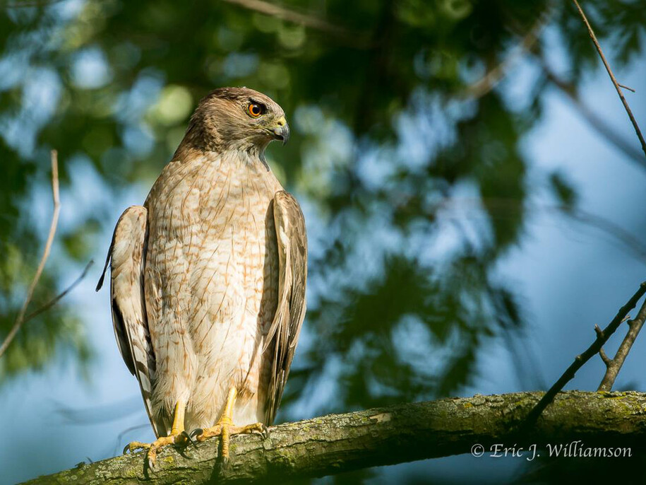 A Cooper's hawk perched on a tree branch. Photo by Eric Williamson.