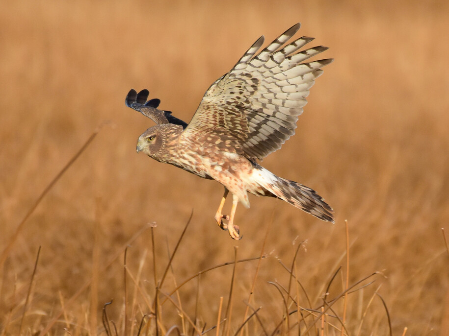 A Northern harrier hawk with its wings outstretched as it comes in to land in a grassy field in late fall.