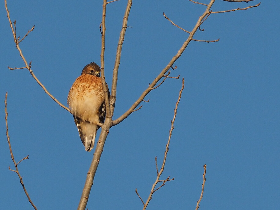 A Red-shouldered hawk perched in a bare-branched tree against a clear blue sky.