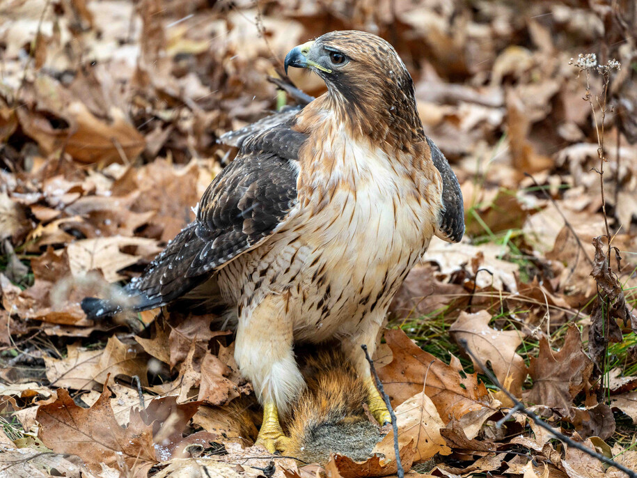 A Red-tailed hawk holding down prey on a leaf-covered forest floor.