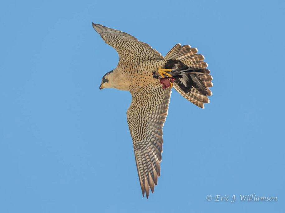 Adult peregrine falcon in flight against a bright and clear blue sky. Photo by Eric Williamson.