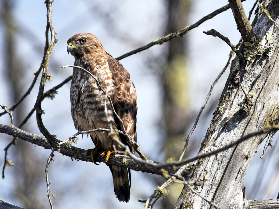 A Broad-winged hawk sitting on a bare tree branch in winter.