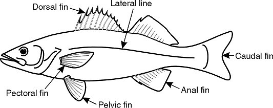 Line drawing of a fish with the dorsal fin, lateral line, caudal fin, pectoral fin, pelvic fin and anal fin labeled