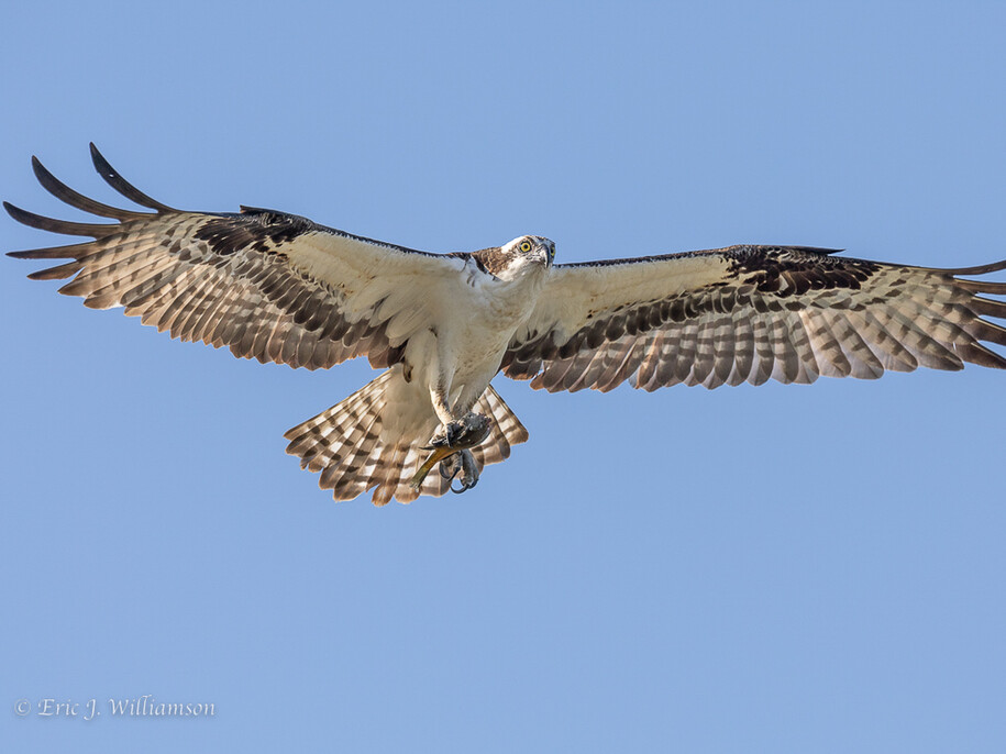 An osprey with its wings outstretched in flight against a clear blue sky. Photo by Eric Williamson.