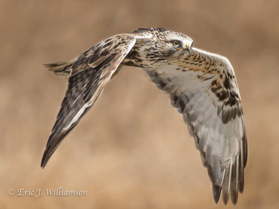 A Rough-legged hawk in flight over a field. Photo by Eric Williamson.