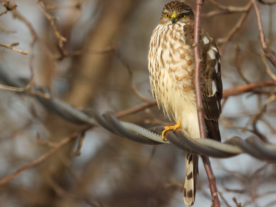 A Sharp-shinned hawk perches in a tree during winter.