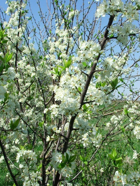 American Plum, photo by Doug Harr.