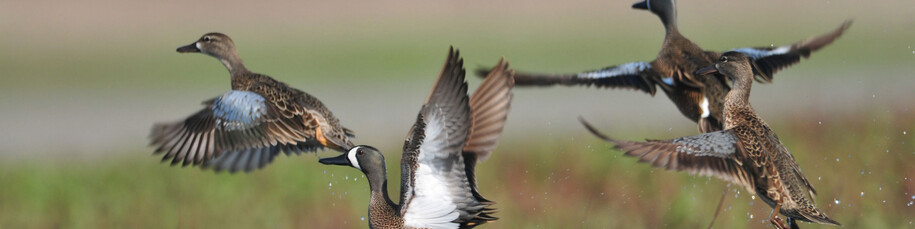 Blue winged teal taking wing in a field.