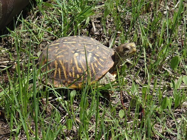 The ornate box turtle is listed as a threatened species in the State of Iowa, photo by Holly Howard, MSIM Program.