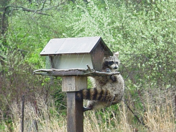 Bird feeder with raccoon.
