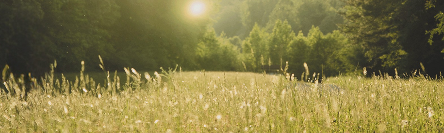Lush field with tall grass and large trees on either side.