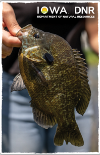 2026 Bluegill Collectible Hard Card Design
