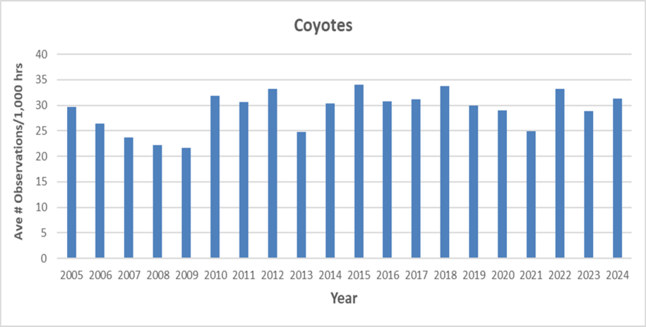 This chart shows the average number of coyote observations made by bowhunters in Iowa annually from 2005 to 2024. These observations indicate a relatively stable to slightly increasing coyote population across the state although local areas may vary.