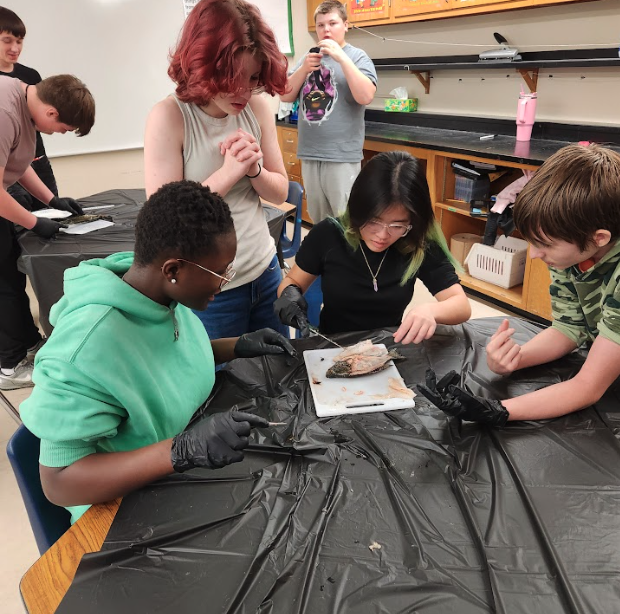 Students beginning their fish dissection lab.