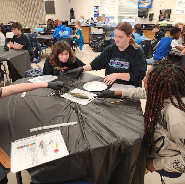 Students beginning their fish dissection lab.