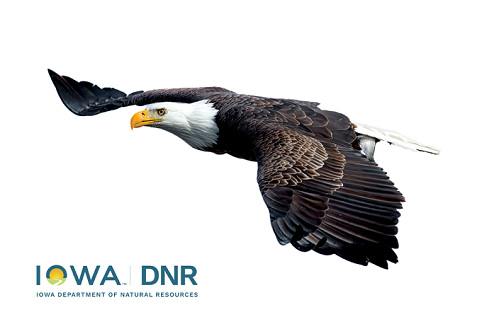 Iowa DNR Collectibe Hard Card - Eagle Design