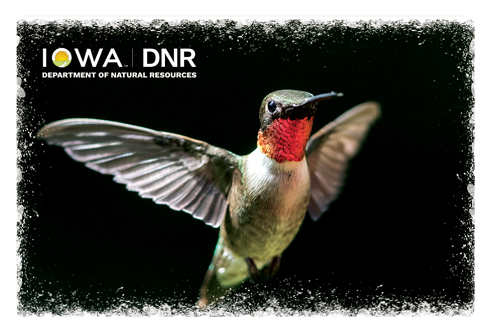 Iowa DNR Collectibe Hard Card - Hummingbird Design