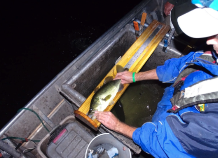DNR fisheries research staff measuring a bass caught during an electrofishing study at Lake Belva Deer.
